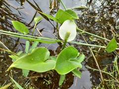Calla palustris