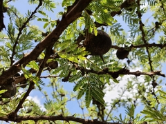Vachellia drepanolobium