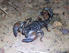 Pandipalpus viatoris