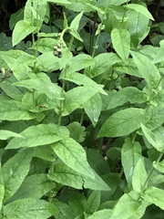 Hieracium prenanthoides