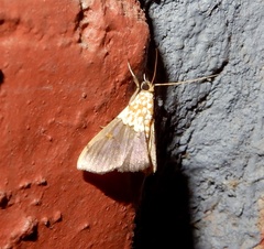 Agrotera basinotata