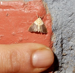 Agrotera basinotata