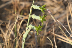 Dipcadi ciliare