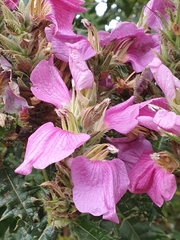 Acanthus polystachyus
