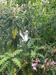 Acanthus polystachyus