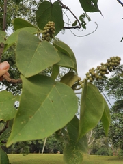 Croton macrostachyus