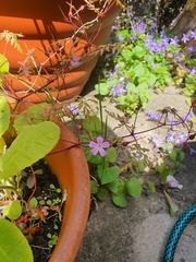 Geranium robertianum