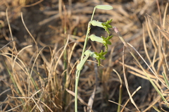 Dipcadi ciliare