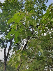 Croton macrostachyus