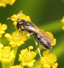 Hylaeus cornutus