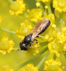 Hylaeus cornutus