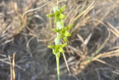 Dipcadi ciliare