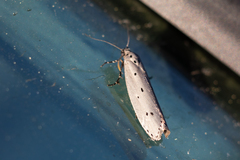 Ethmia monticola