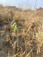 Dipcadi ciliare
