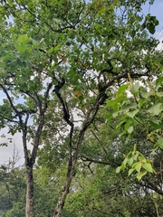 Croton macrostachyus