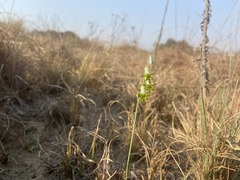 Dipcadi ciliare