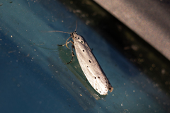 Ethmia monticola