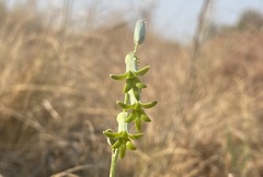 Dipcadi ciliare