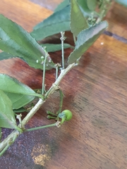 Erythrococca bongensis