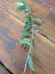 Erythrococca bongensis