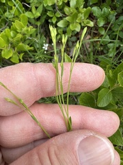 Linum intercursum