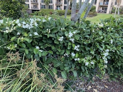 Stephanotis floribunda