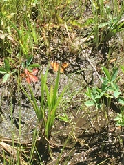 Nymphalini