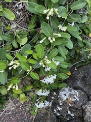 Stephanotis floribunda