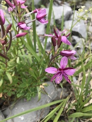 Chamaenerion fleischeri