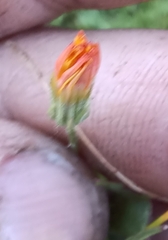 Crepis