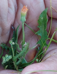 Crepis