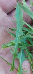 Crepis
