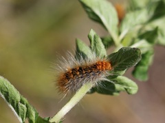 Acronicta auricoma