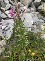 Chamaenerion fleischeri