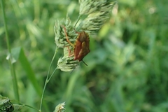 Carpocoris purpureipennis