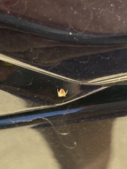 Araneus guttulatus