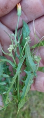 Crepis
