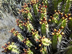 Euphorbia heptagona