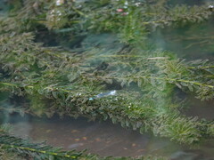 Paracercion calamorum