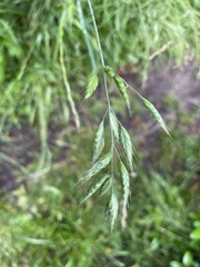 Bromus secalinus