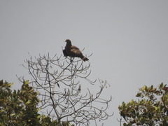 Milvus migrans aegyptius