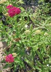 Achillea millefolium