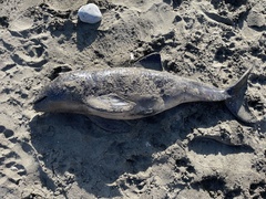 Phocoena phocoena vomerina