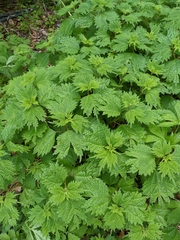 Boehmeria silvestrii