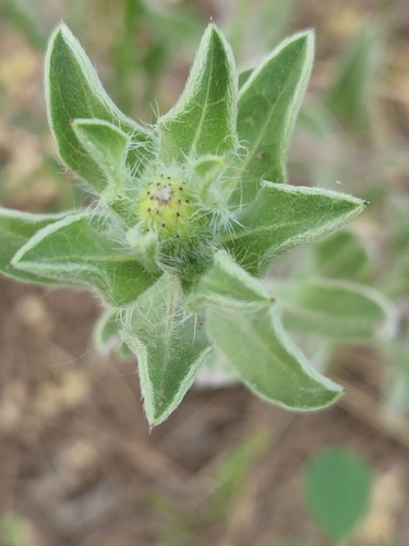 Image of Hispid Goldenaster (Heterotheca hispida) by (c) Jo Roberts, some rights reserved (CC BY)