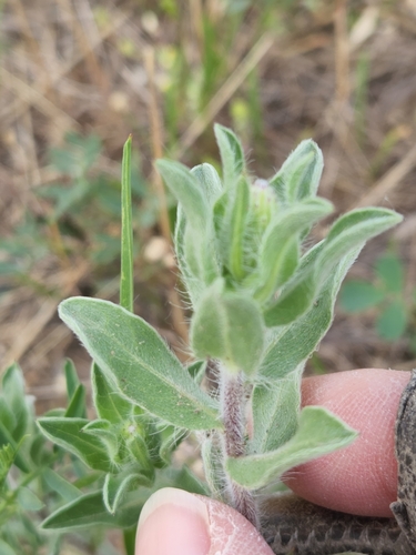 Image of Hispid Goldenaster (Heterotheca hispida) by (c) Jo Roberts, some rights reserved (CC BY)