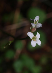 Cardamine dolichostyla