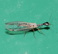 Dichrostigma flavipes