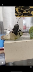Anoplophora glabripennis
