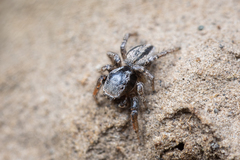 Habronattus altanus